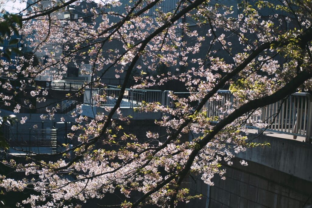 Cherry blossom branches with scenic urban backdrop in Tokyo, Japan.