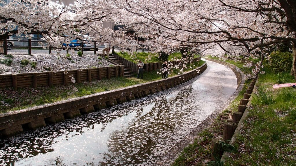 A serene spring view of cherry blossoms in full bloom over a tranquil canal.