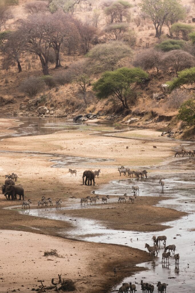 Elephants and zebras gather at a river in Tanzania's scenic landscape.