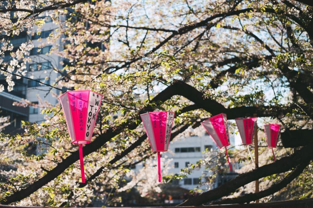 Vibrant pink lanterns hanging among cherry blossoms in a Tokyo park.