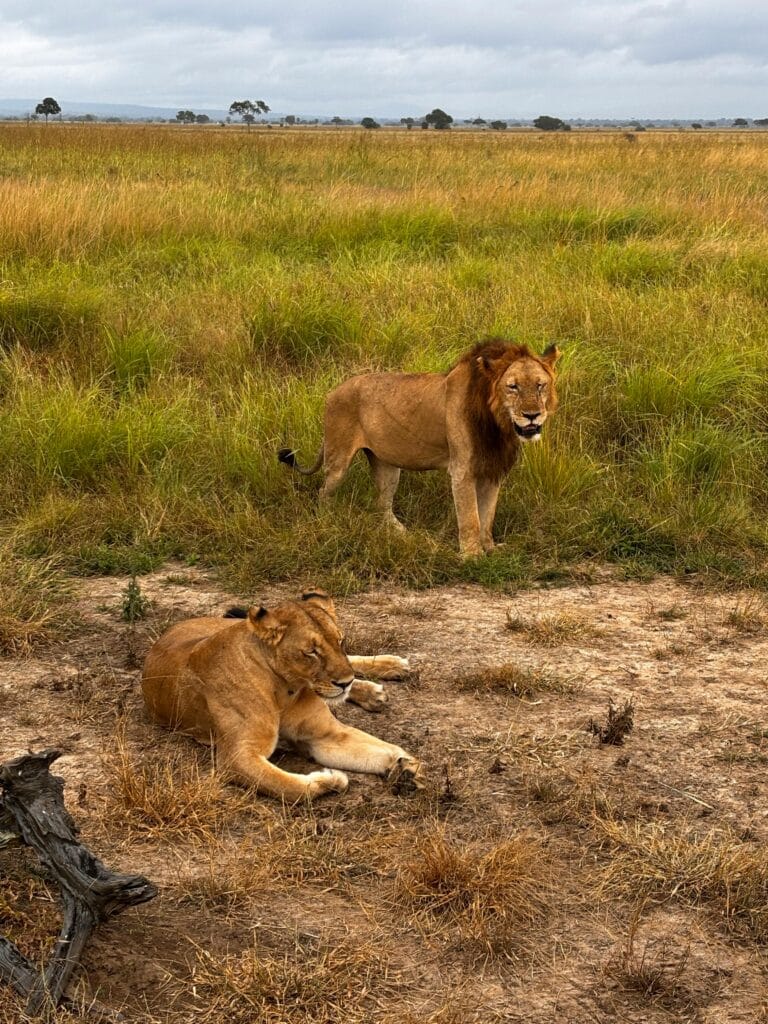 pexels-photo-33078385-33078385 A pair of lions relaxing in the grassy plains of the Serengeti National Park, Tanzania.