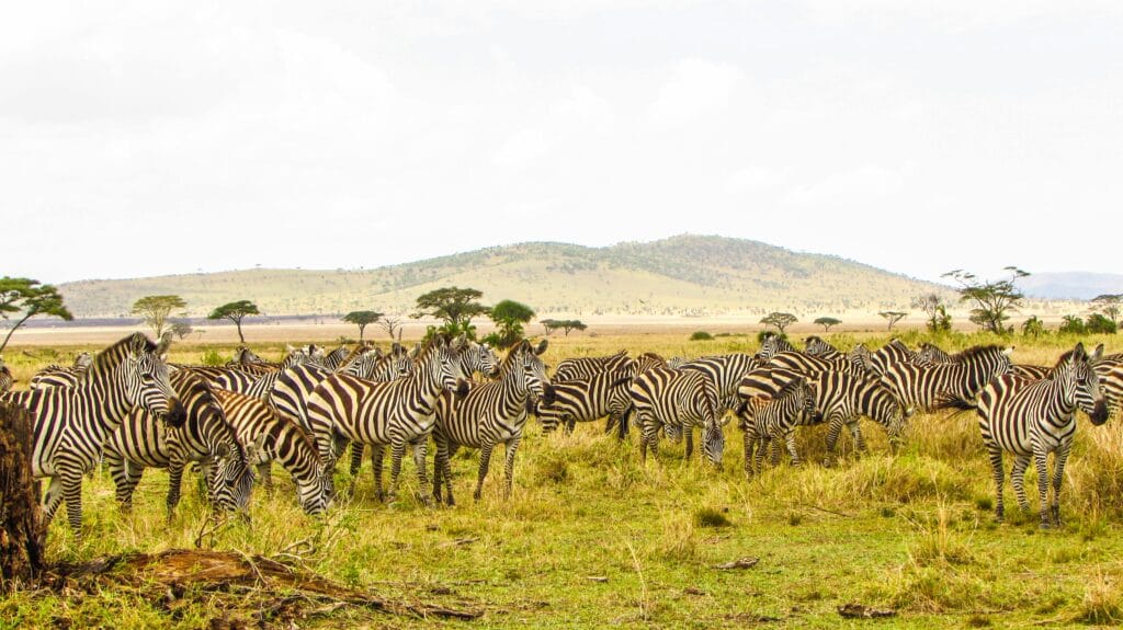 A herd of zebras grazing in the Serengeti plains of Tanzania under a bright sky.