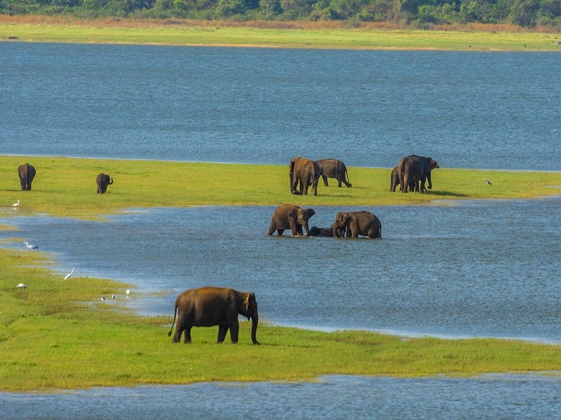 arugam bay for beginners